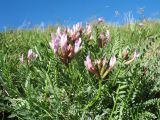 род Astragalus. Цветущее растение. Казахстан, юго-зап. часть Джунгарского Алатау, вершина пер. Алтын-Эмель, лугово-степной пояс. 25 апреля 2026 г.