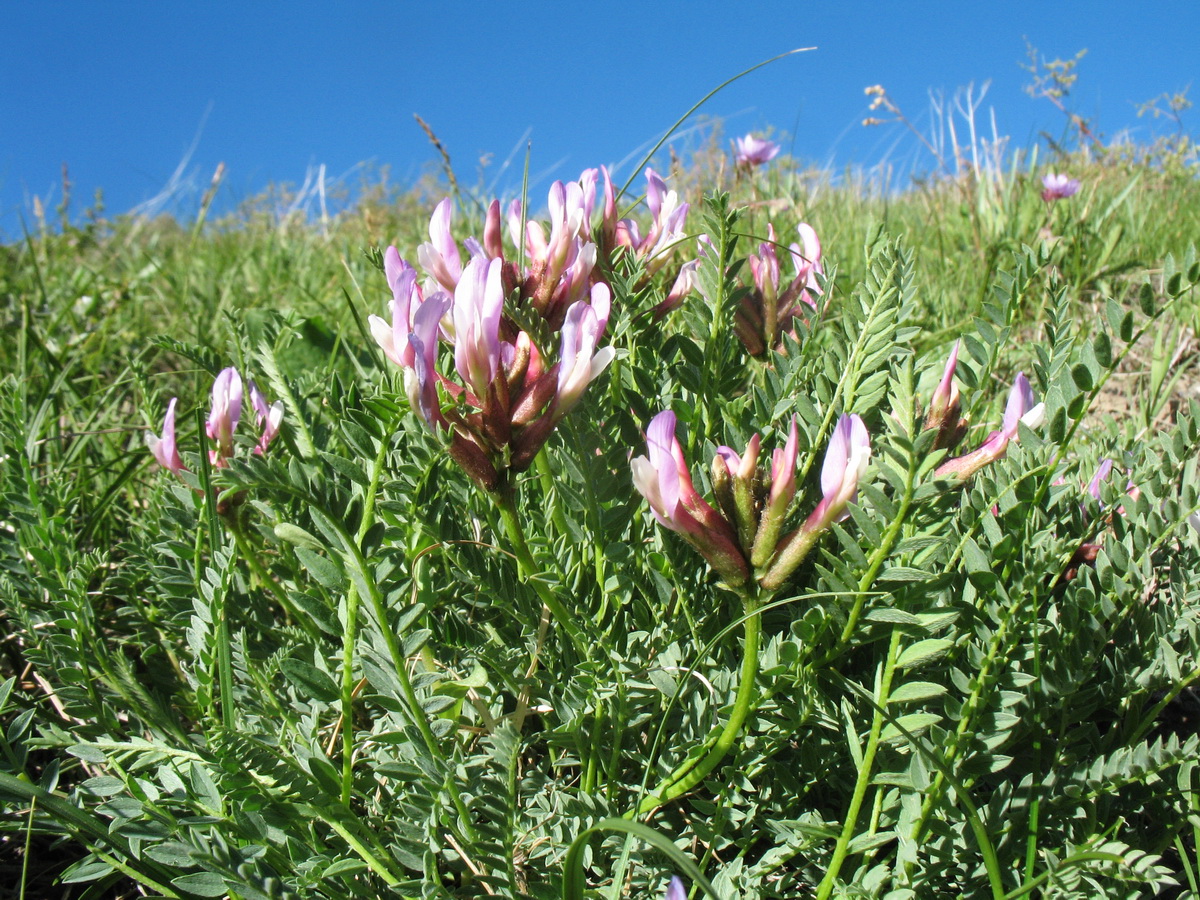 Image of genus Astragalus specimen.
