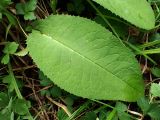 genus Saussurea. Лист. Хабаровский край, окр. г. Комсомольск-на-Амуре, кедрово-широколиственный лес. 05.08.2026.