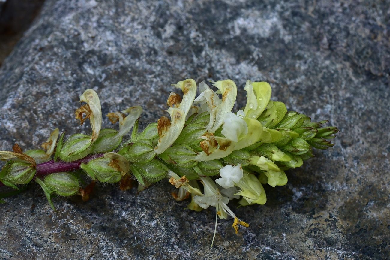 Изображение особи род Pedicularis.