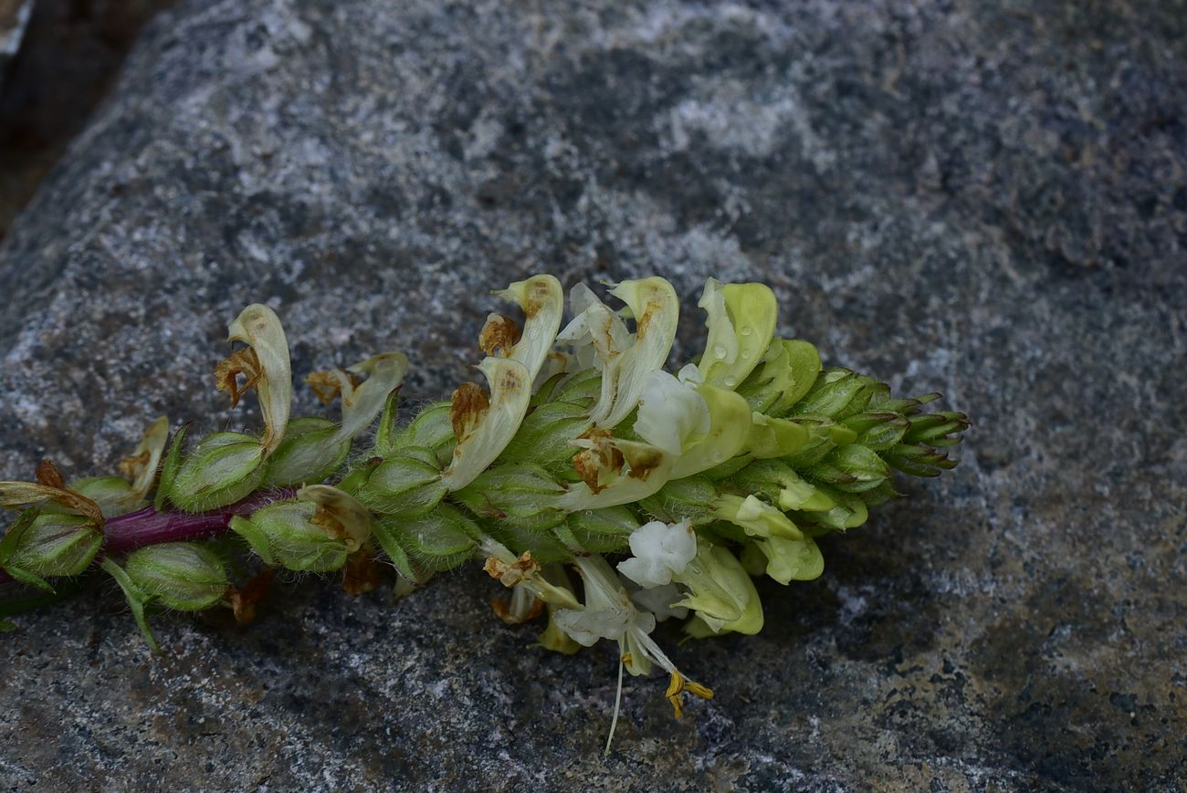 Image of genus Pedicularis specimen.