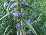 Echium vulgare