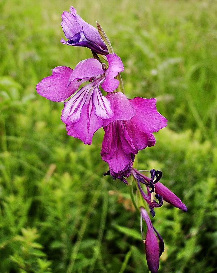 Image of Gladiolus tenuis specimen.