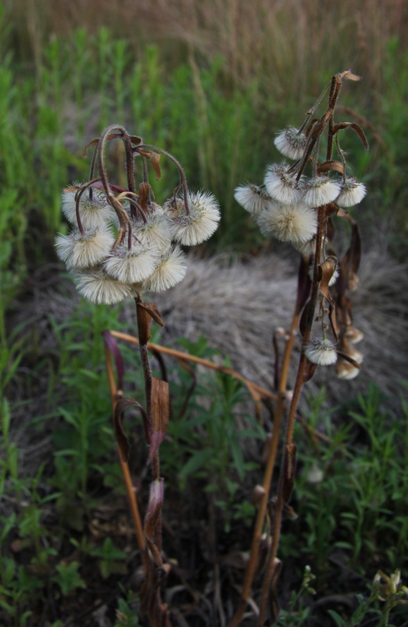 Image of Erigeron acris specimen.