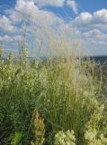 Stipa lessingiana. Плодоносящее растение. Татарстан, г. Бавлы. 03.07.2011.