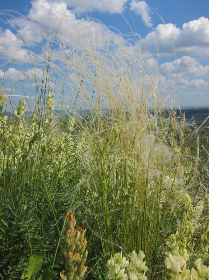 Изображение особи Stipa lessingiana.