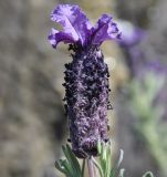Image of taxon representative. Author is Роланд Цандекидис