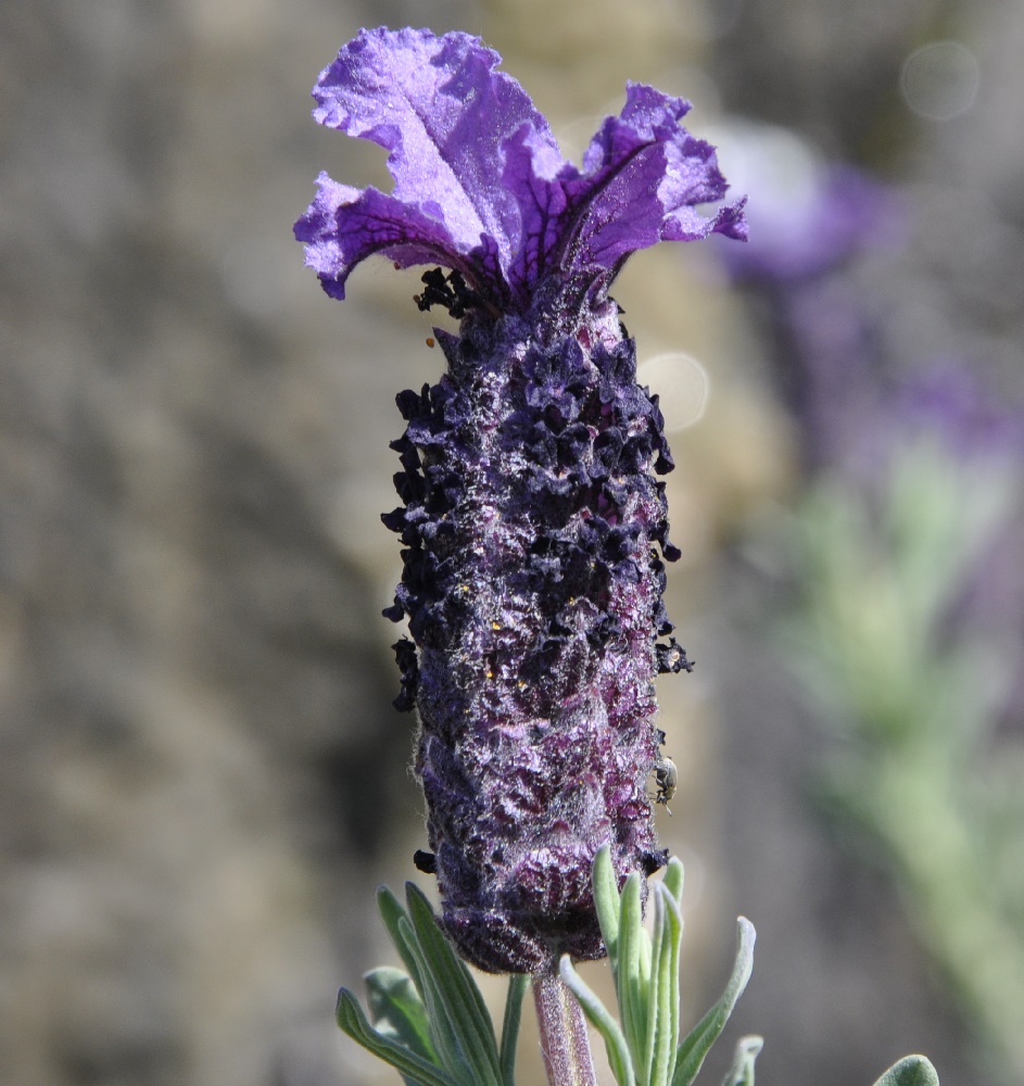 Изображение особи Lavandula stoechas.