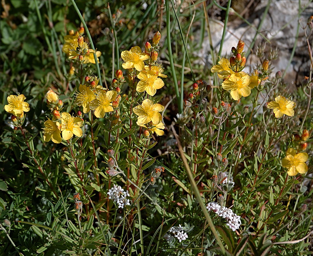 Image of Hypericum linarioides ssp. alpestre specimen.