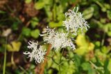 Heracleum apiifolium. Соцветие. Республика Карачаево-Черкесия, Домбай, верховья долины р. Алибек, березняк на горном склоне. 1970 м н.у.м. 09.07.2011.