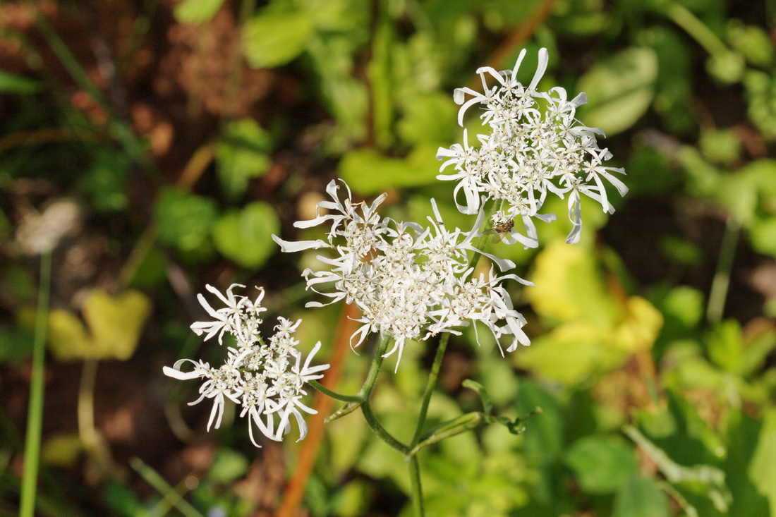 Изображение особи Heracleum apiifolium.