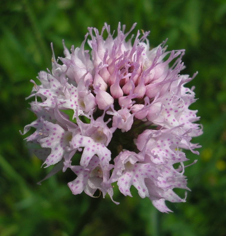 Image of Traunsteinera globosa specimen.