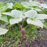 Sinopodophyllum hexandrum