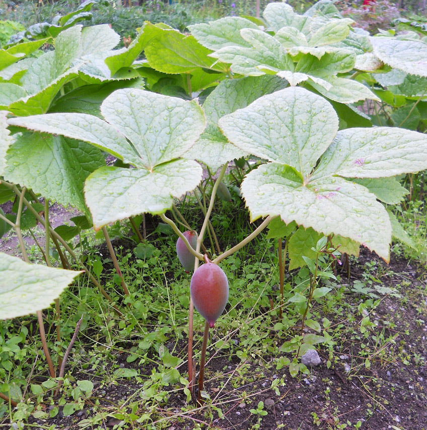 Image of Sinopodophyllum hexandrum specimen.