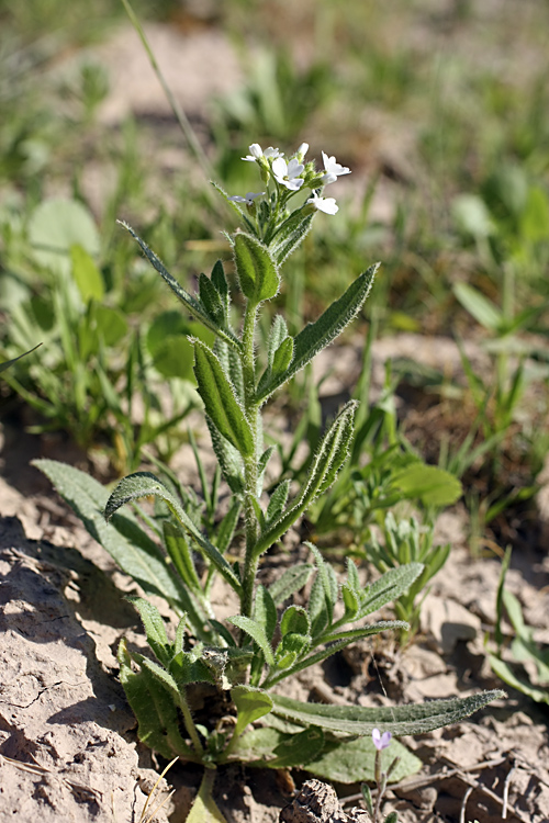 Image of genus Cryptospora specimen.