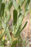 Cardaria pubescens. Часть побега. Таджикистан, Гиссарский хр., ущелье Сингисафат, 1500 м н.у.м. 29.04.2011.