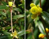 Berberis soulieana