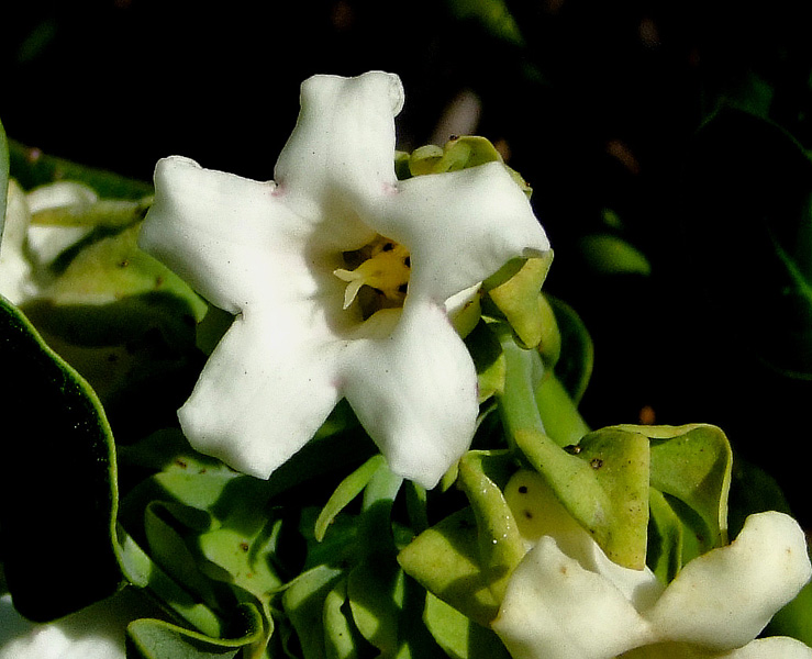 Image of Araujia sericifera specimen.