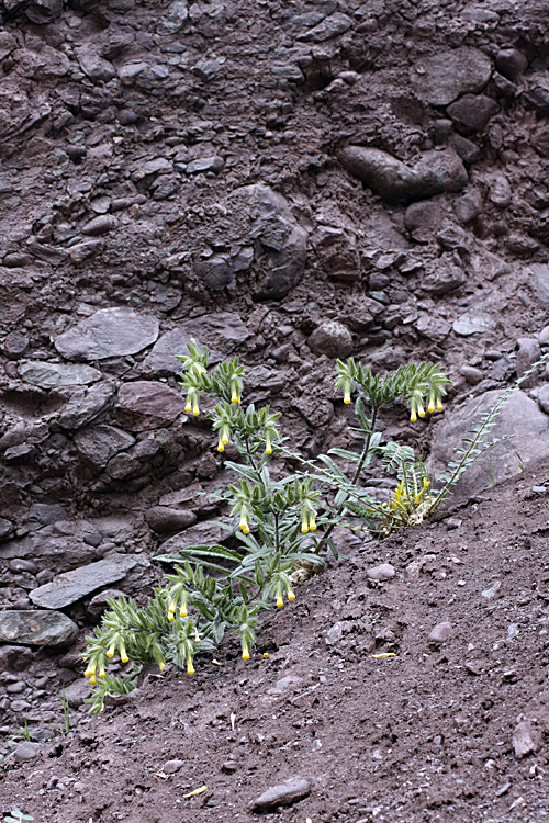 Изображение особи Onosma irritans.