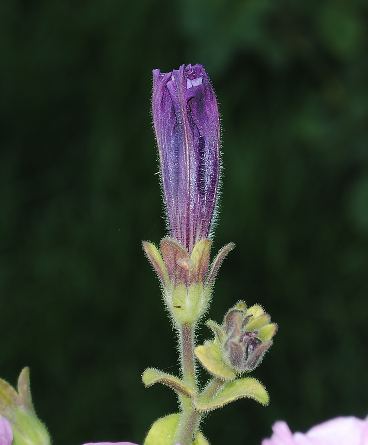 Image of Petunia &times; hybrida specimen.