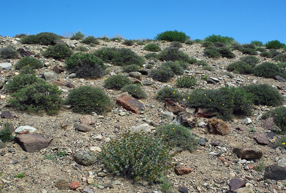 Image of Helianthemum songaricum specimen.