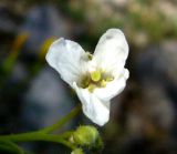 Image of taxon representative. Author is Базар Довлетов