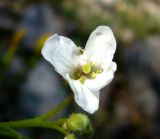 Crambe orientalis