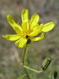 Youngia tenuifolia ssp. altaica