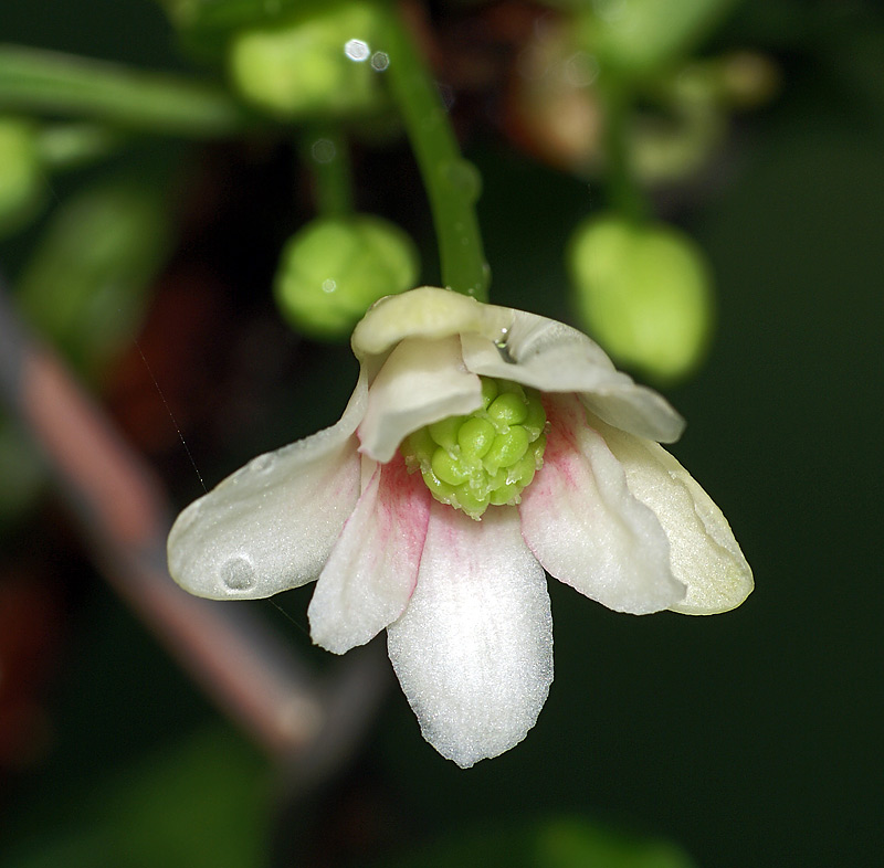 Image of Schisandra chinensis specimen.