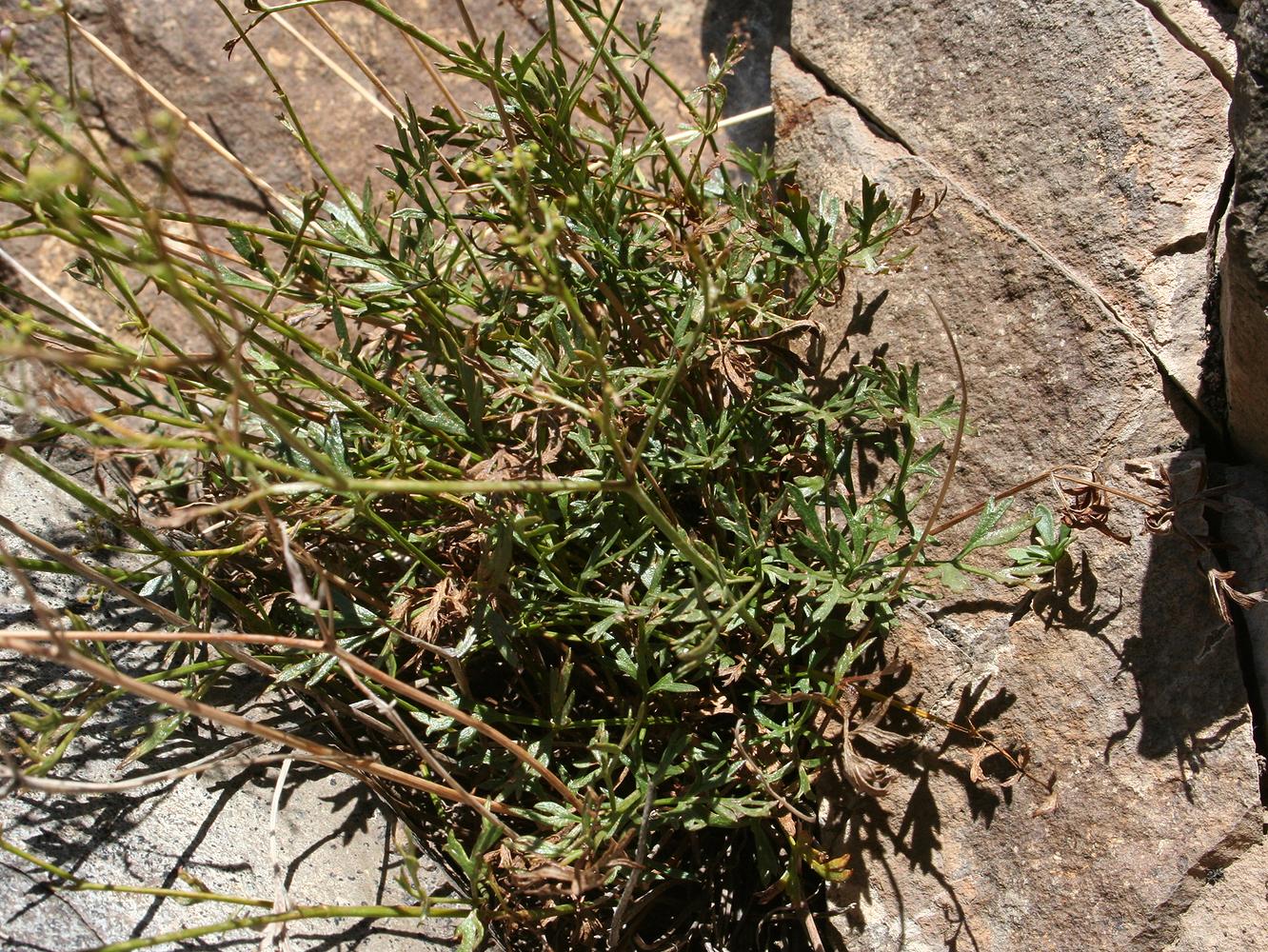 Image of Tschulaktavia saxatilis specimen.