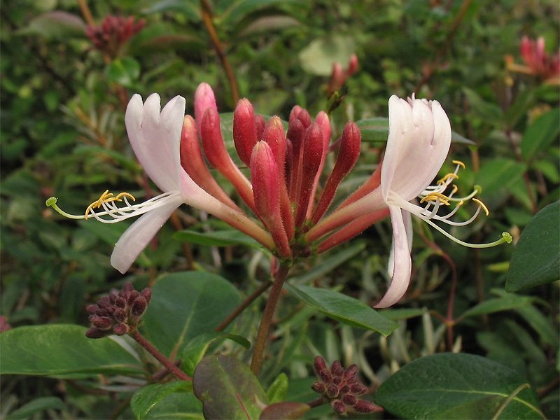 Image of Lonicera periclymenum specimen.