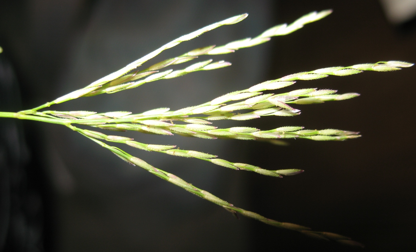 Image of Arthraxon langsdorffii specimen.