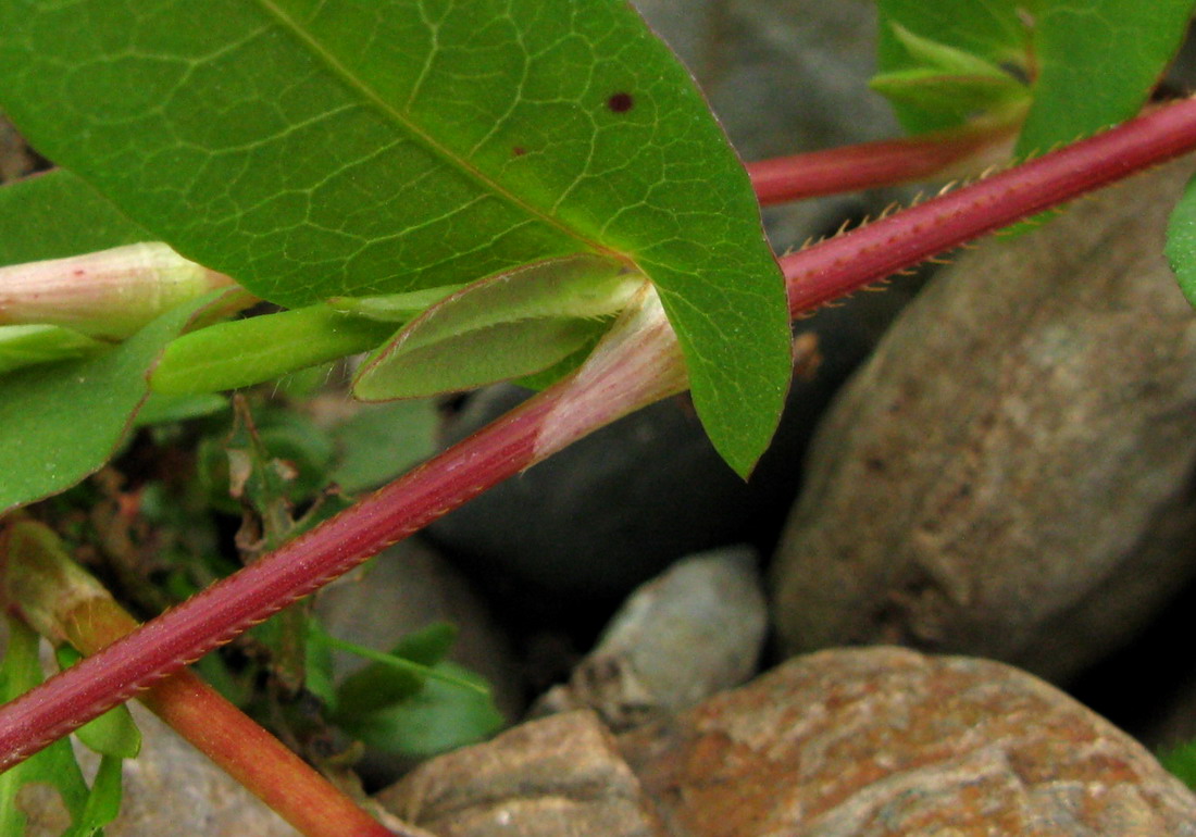 Image of Truellum sieboldii specimen.