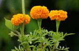 Tagetes erecta