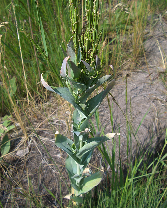 Image of Turritis glabra specimen.