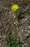 Doronicum hungaricum