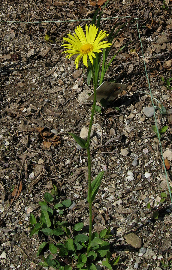 Изображение особи Doronicum hungaricum.