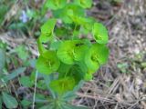 Euphorbia amygdaloides