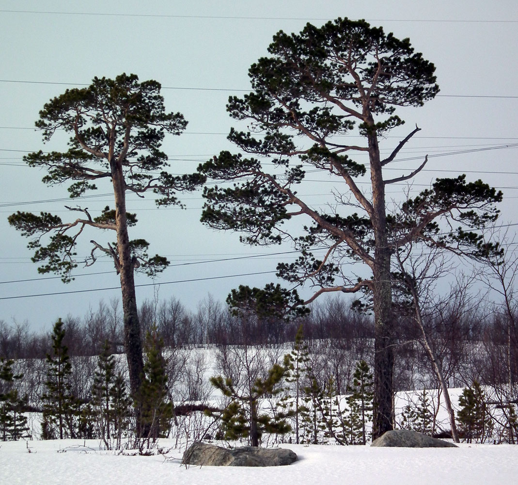 Изображение особи Pinus friesiana.