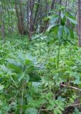 Lilium martagon. Взрослые растения. Калининградская обл., Славский р-н, 1 км от пос. Большаково, на месте бывшего хутора, где, возможно, выращивался как декоративная культура (рядом растут плодовые и ягодные растения, лилейники, ландыши, водосбор и некоторые другие). 13 мая 2012 г.