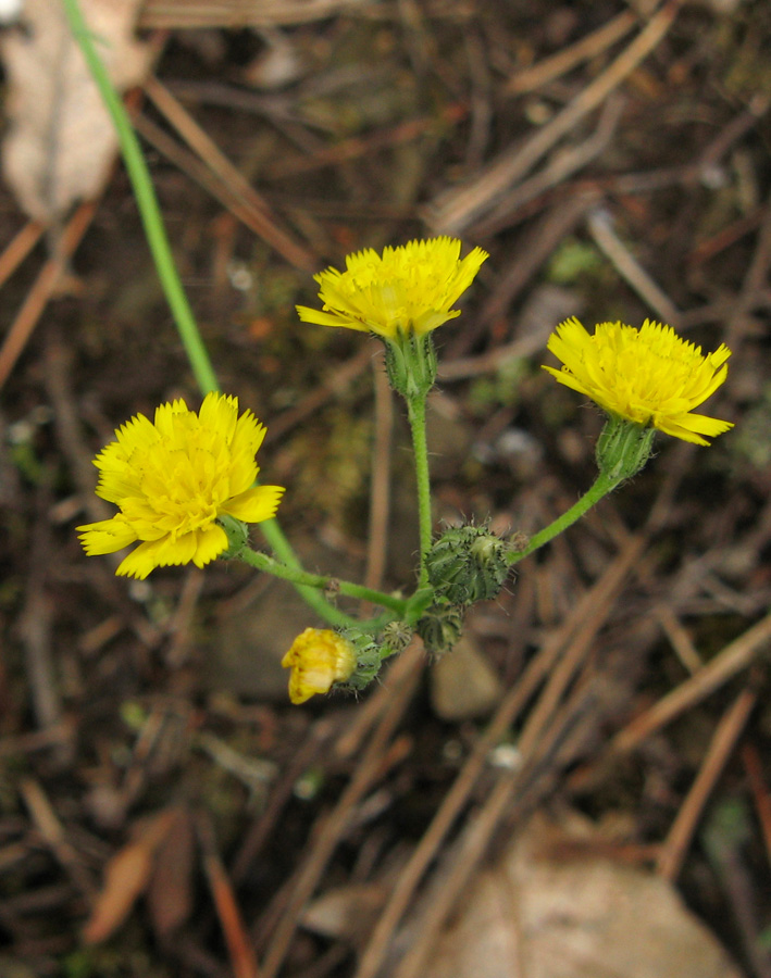 Image of genus Pilosella specimen.