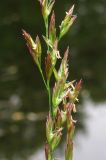 Festuca pratensis