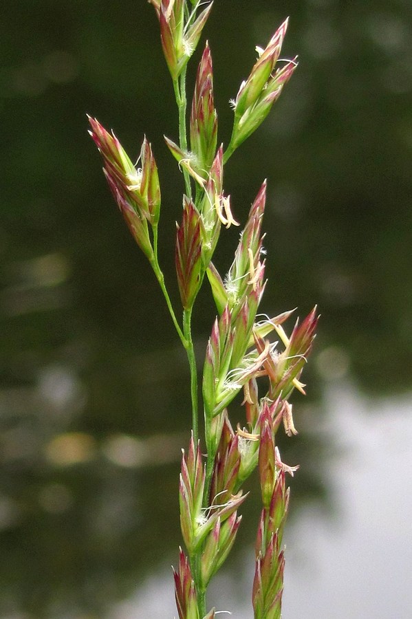 Изображение особи Festuca pratensis.