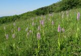 Orchis militaris подвид stevenii. Аспект цветущих растений. Крым, Долгоруковская яйла. 3 июня 2012 г.