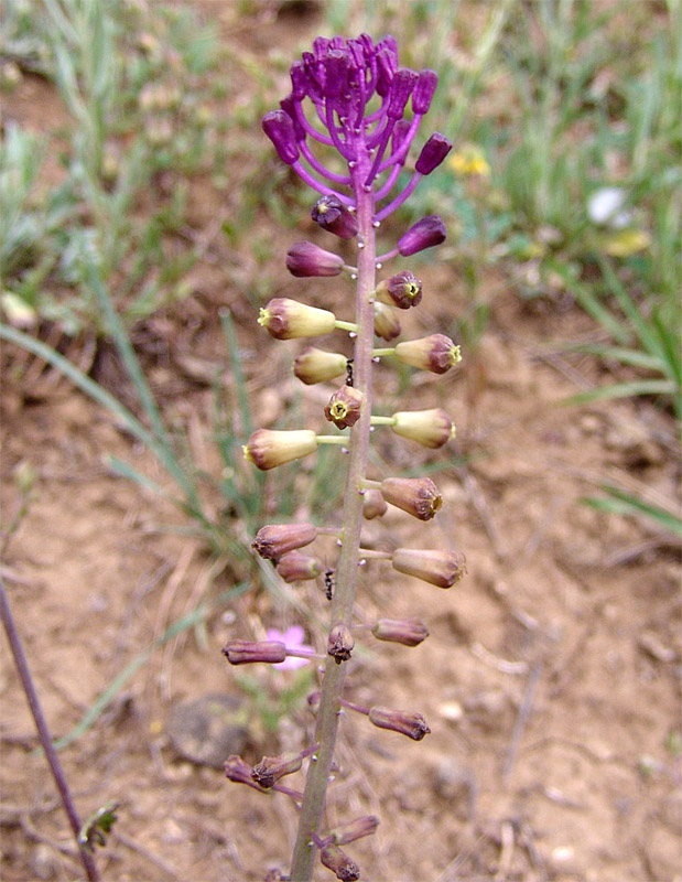 Изображение особи Leopoldia caucasica.