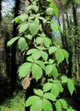 Parthenocissus quinquefolia