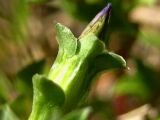 Gentiana squarrosa