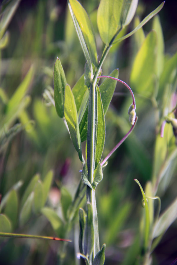 Изображение особи Lathyrus pilosus.