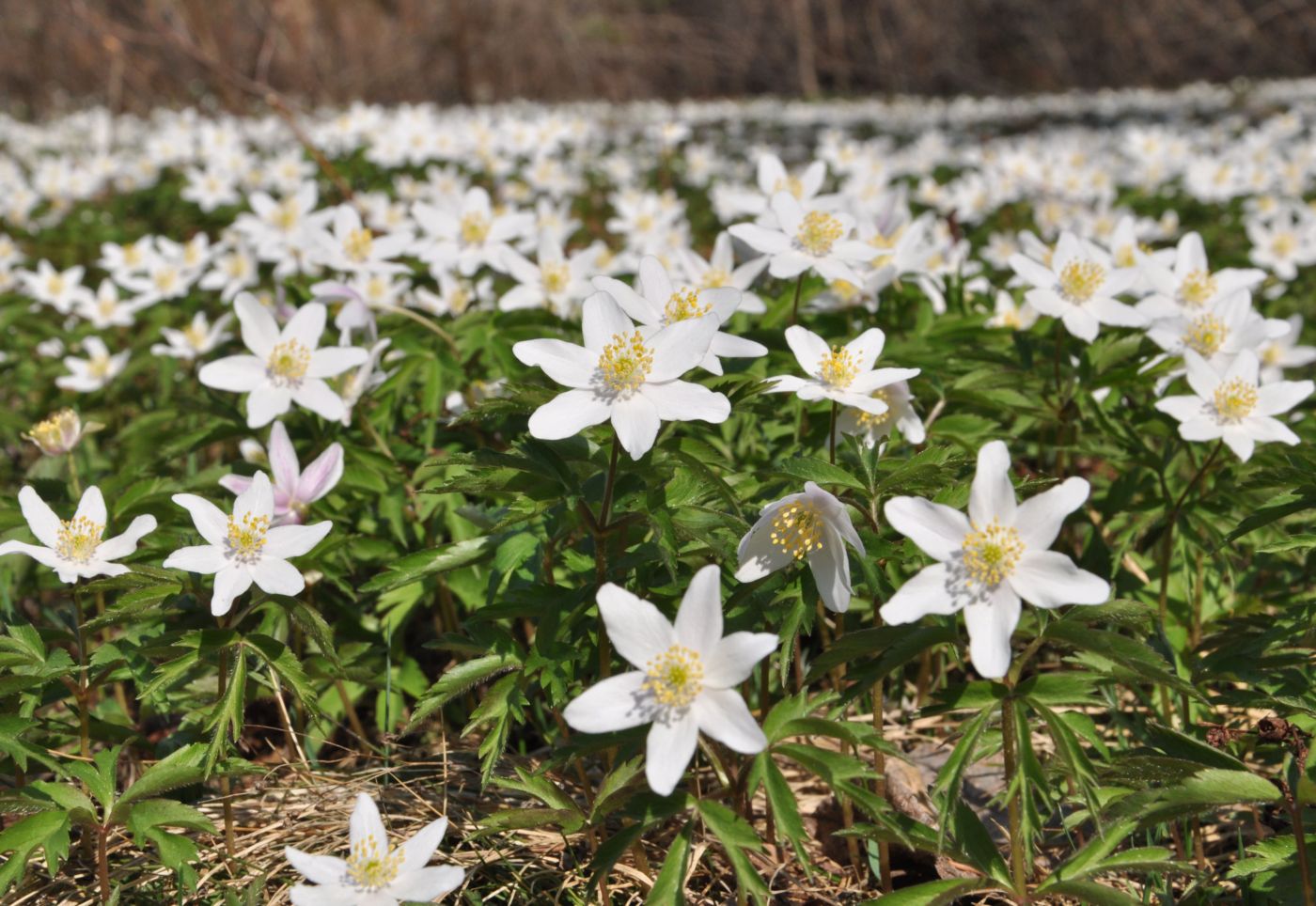 Изображение особи Anemone nemorosa.