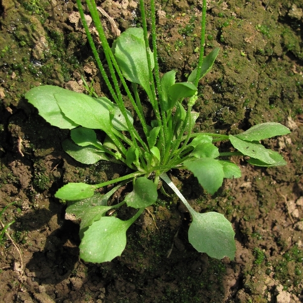 Image of Androsace filiformis specimen.